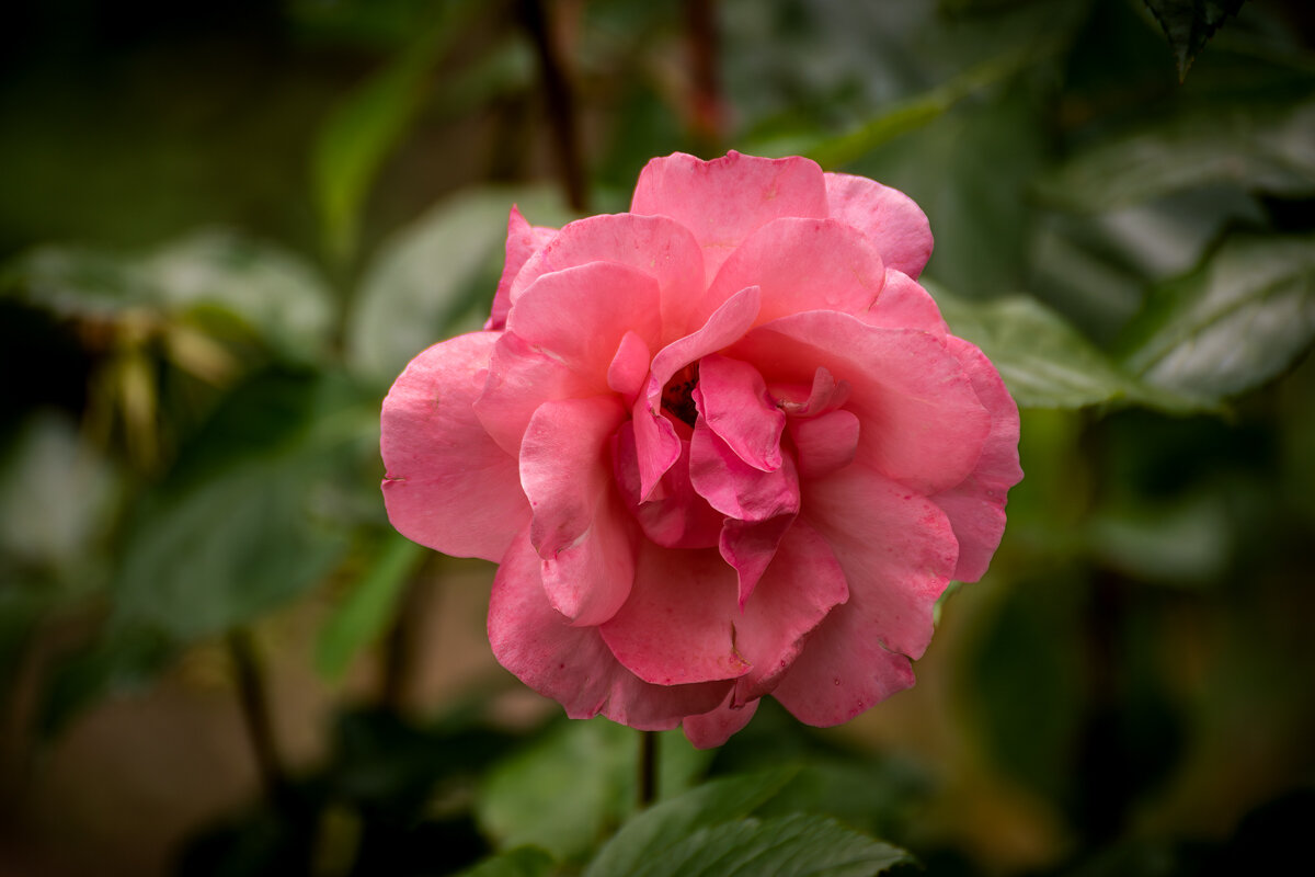 С праздником весны, очарования и женственности! - Игорь Сикорский С праздником весны, очарования и женственности! - Игорь Сикорский