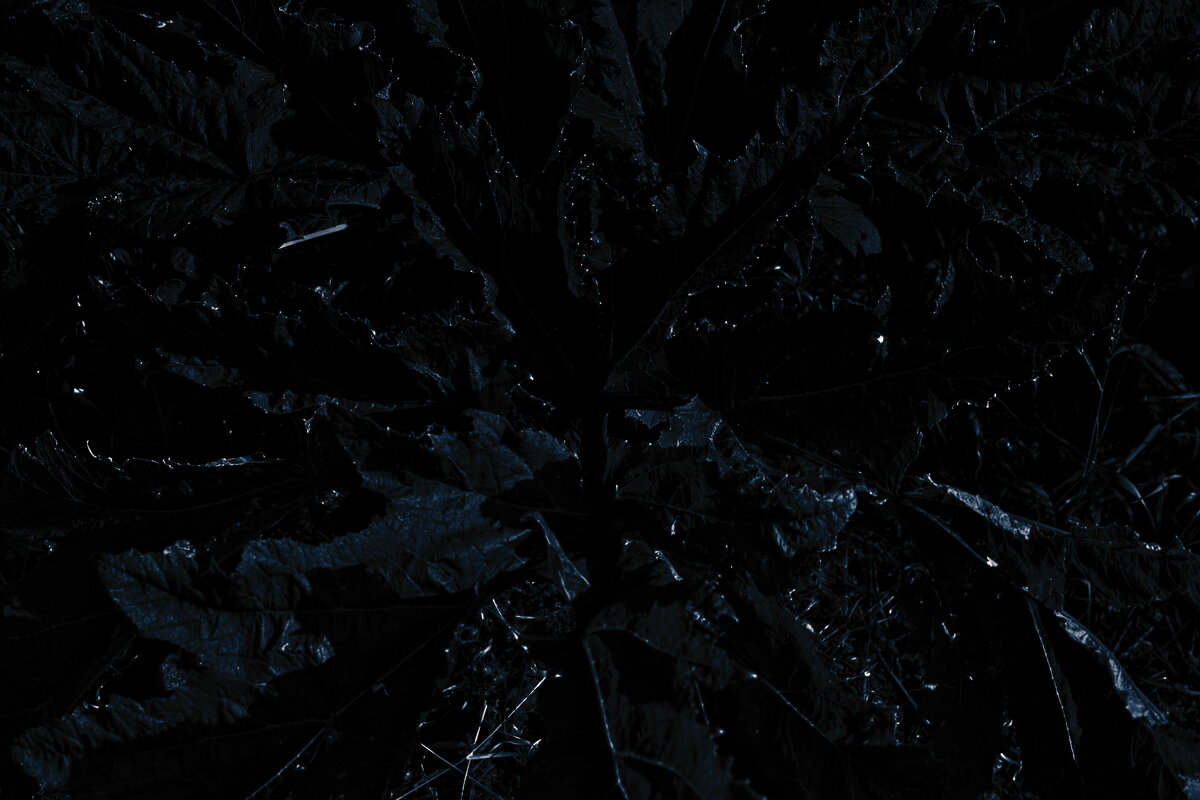 Название отсутствует - Денис Безногов Название отсутствует - Денис Безногов