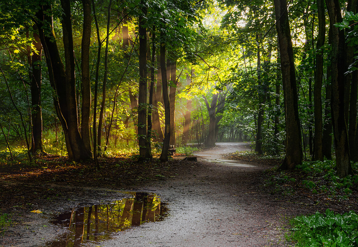 После дождя - Серый 