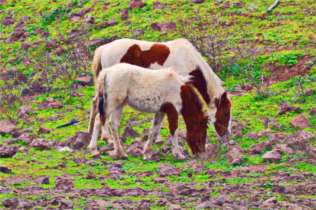 ЛАШТКИ - Владислав Воровский 