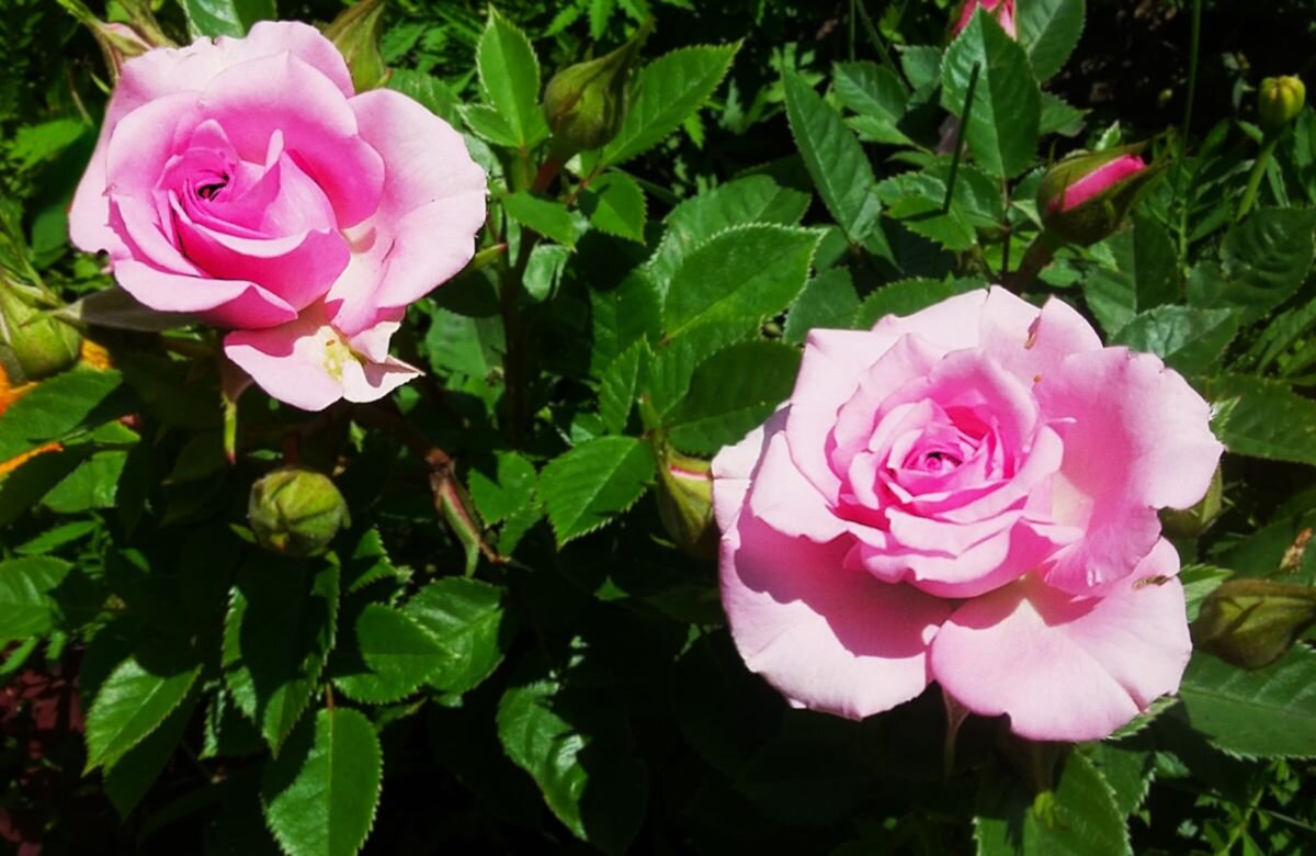 *** р о з ы  на 8 М а р т а *** - Olga Oskolkova