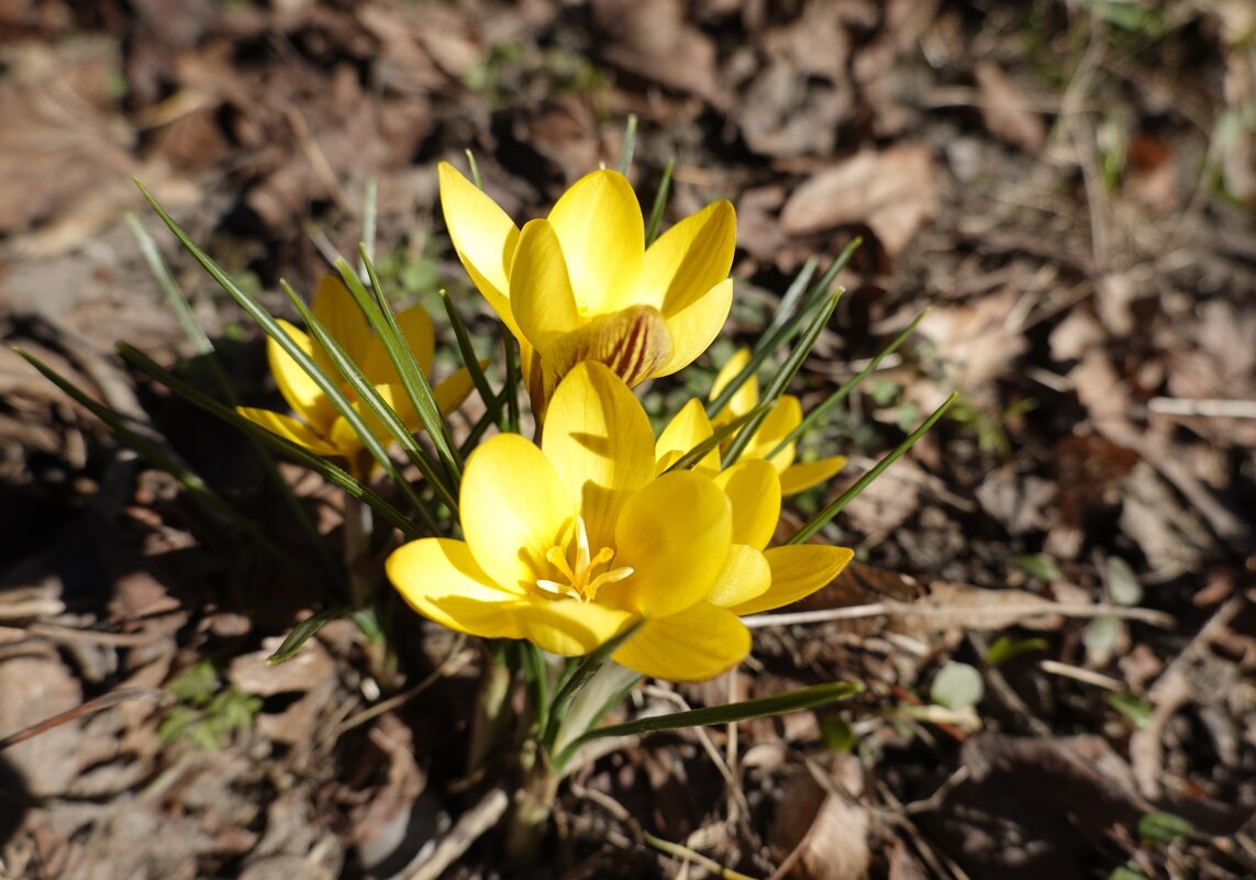 Мартовское солнышко - Галина Мартовское солнышко - Галина