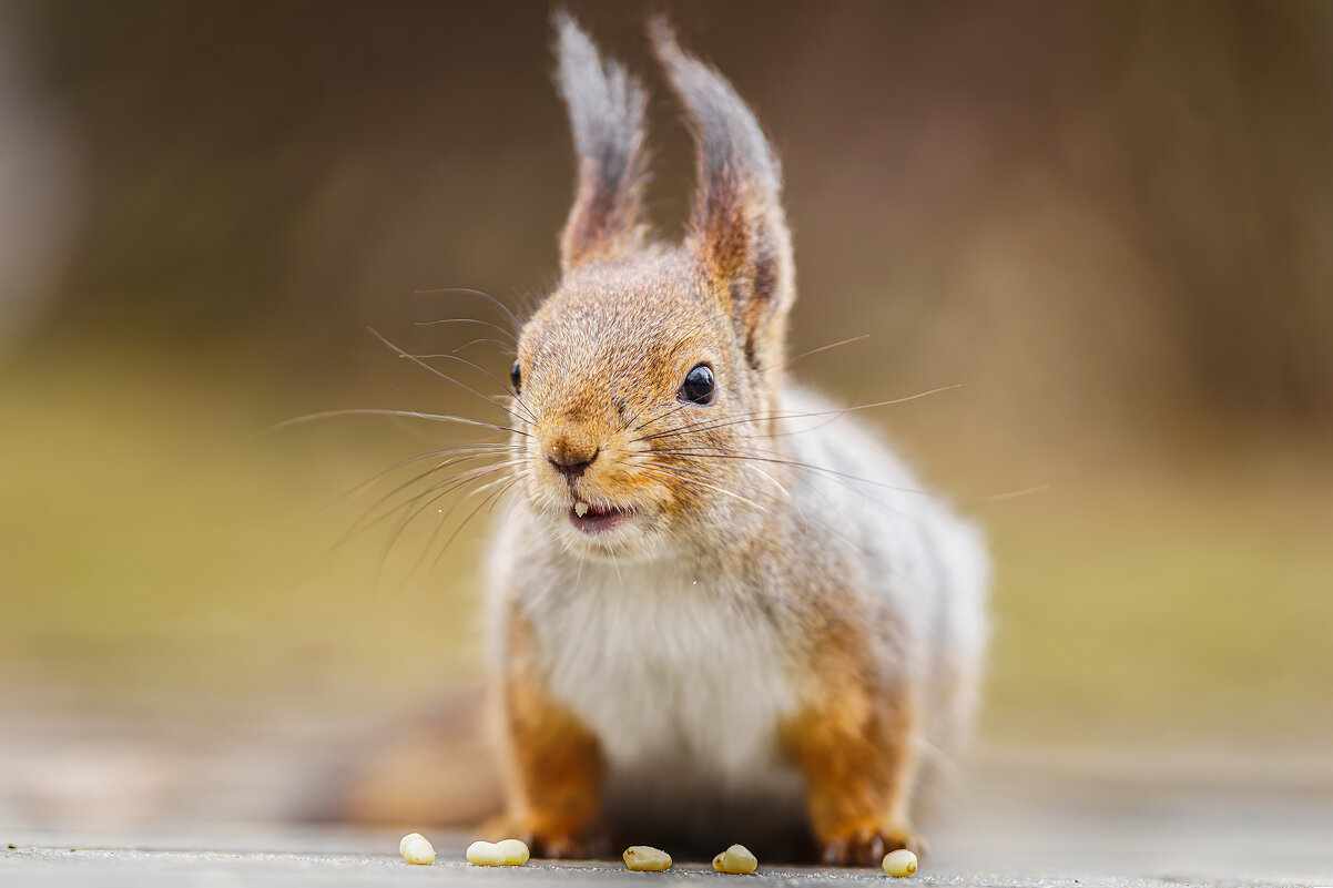 Белка и орехи - Alex Bush