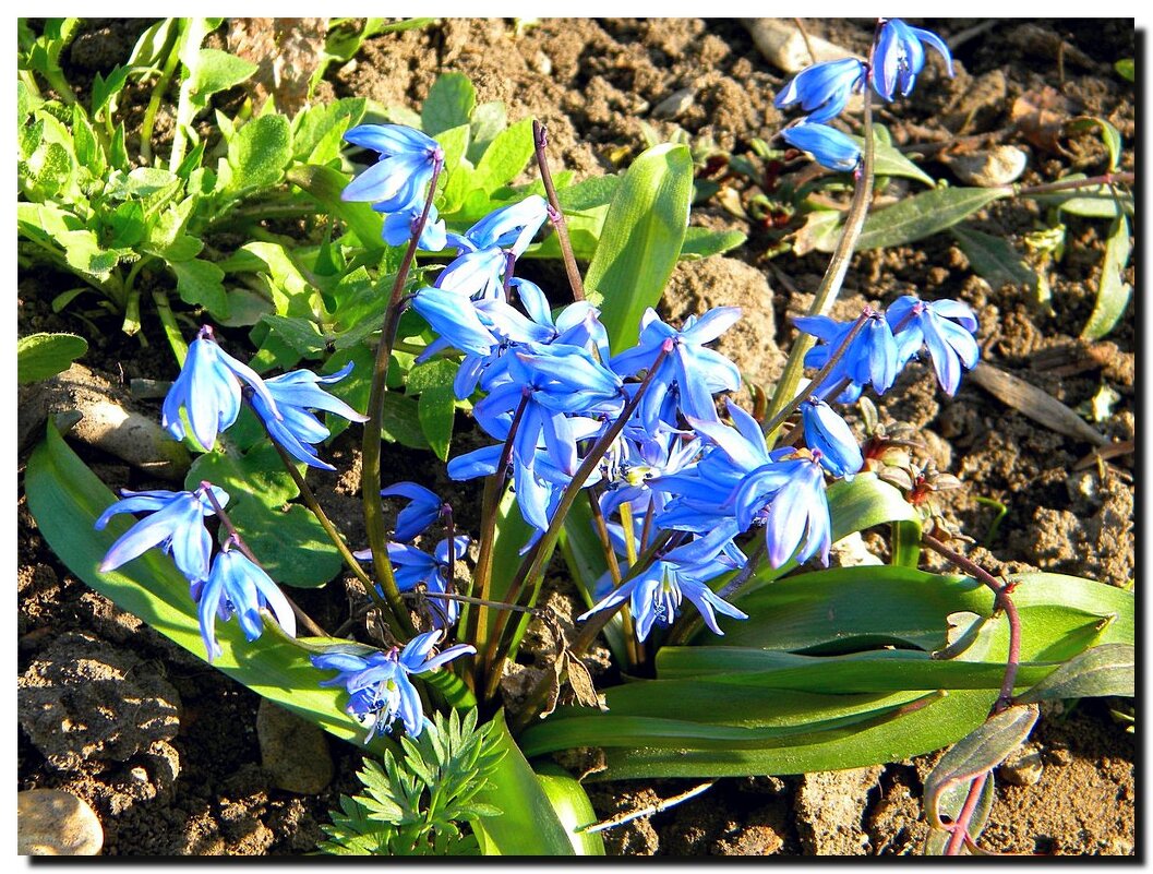 ПЕРВОЦВЕТЫ - ivana 