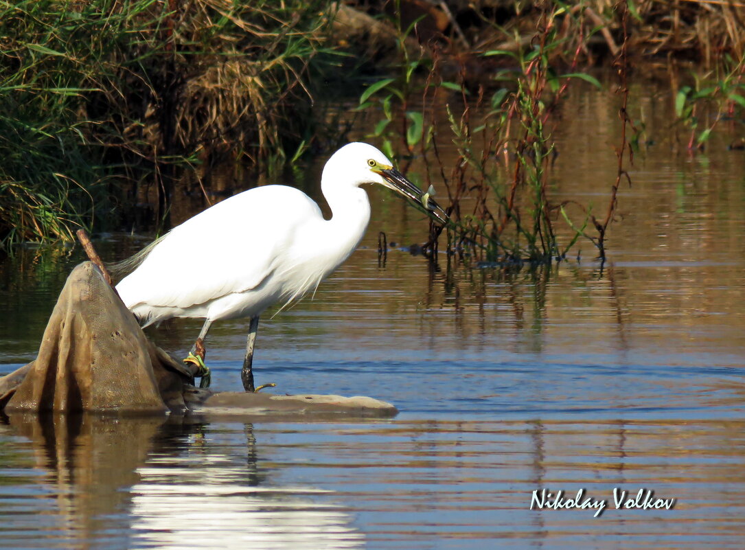 Белая цапля на охоте - Николай Волков