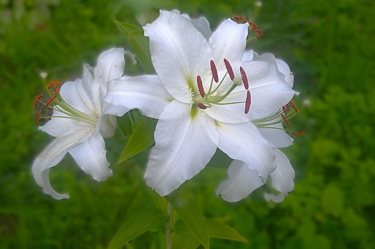 ***нежность белого...*** - Olga Oskolkova