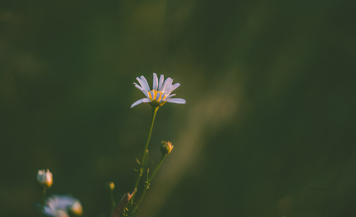 С 8 Марта, дорогие женщины! Желаю вам сиять ярче звезд, цвести краше роз! - Sergei Vikulov