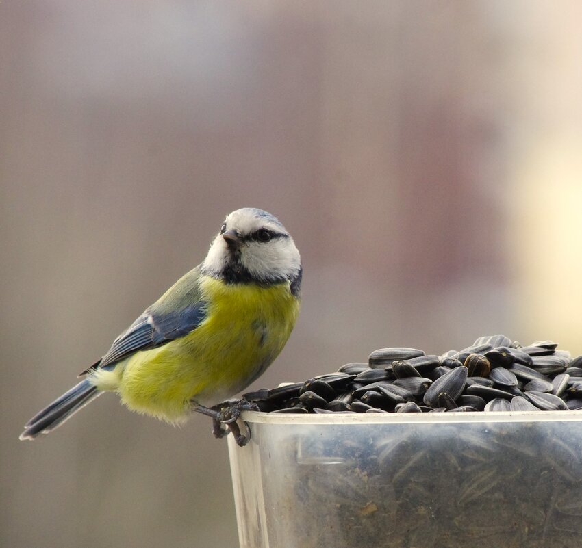 Солнца, увы, нет... - Юрий Куликов