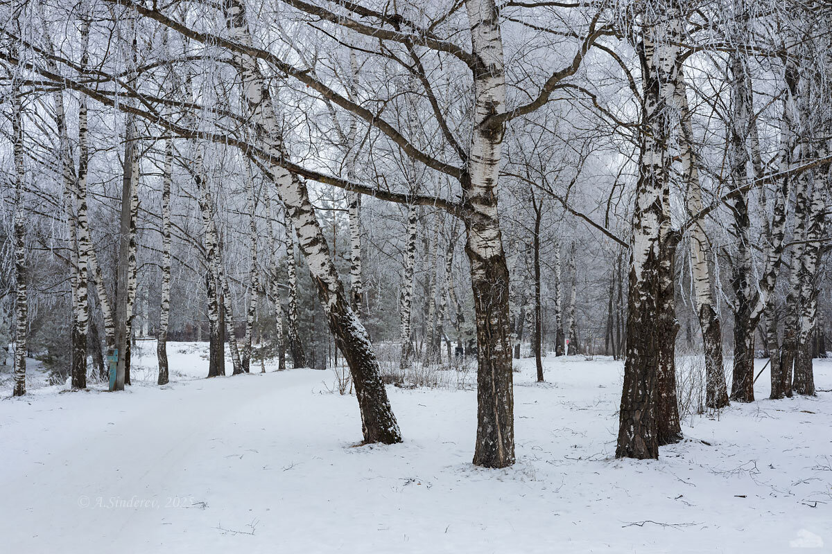 Берёзы зимой - Александр Синдерёв