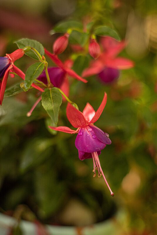 Танцующая фуксия - Анастасия Фотографовна