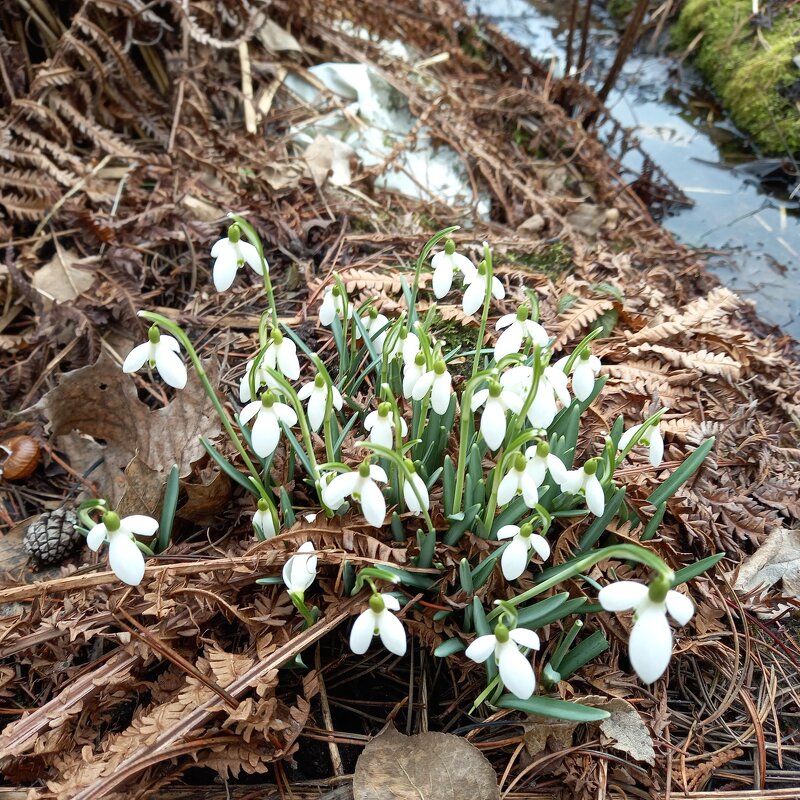 галантусы - BoxerMak Mak галантусы - BoxerMak Mak