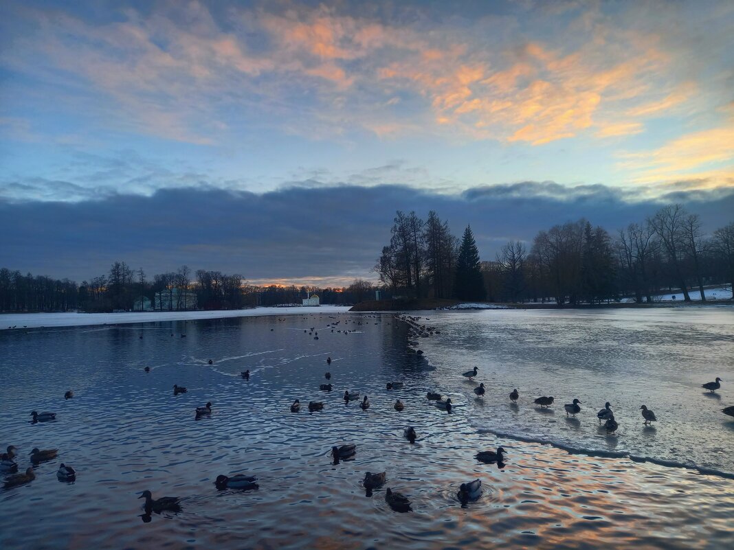 Утки на закате - Сапсан Утки на закате - Сапсан