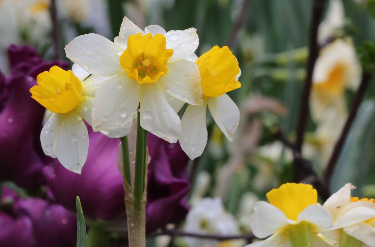 Поздравляю с Весной! - ZNatasha - Поздравляю с Весной! - ZNatasha -