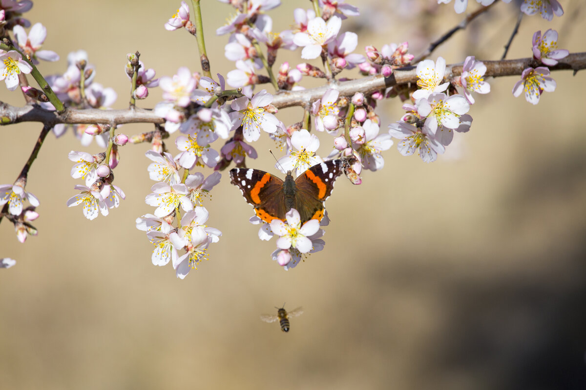 Милые женщины, с праздником весны вас!!! - Светлана Тихонина Милые женщины, с праздником весны вас!!! - Светлана Тихонина