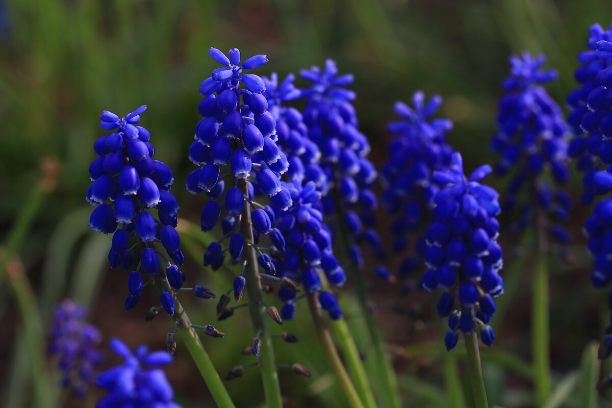 С 8 Марта! Всем любви! - Ninell Nikitina