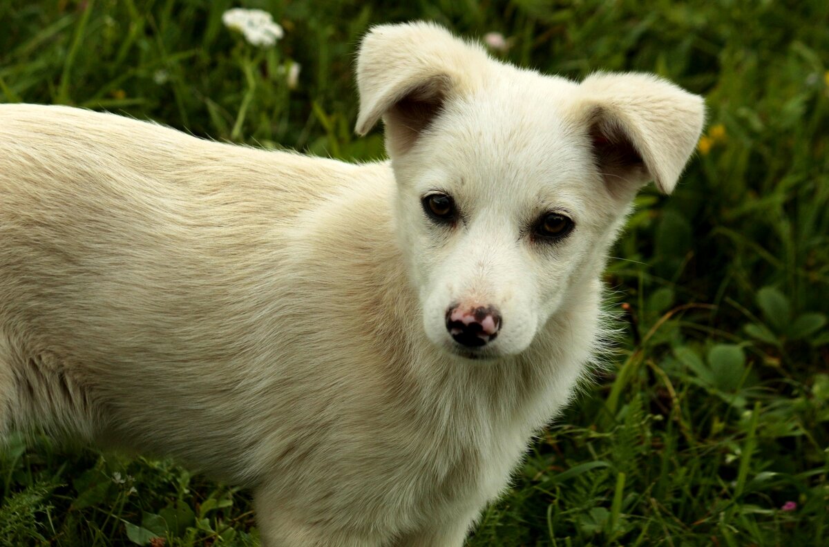 Пёсик - Юрий. Шмаков