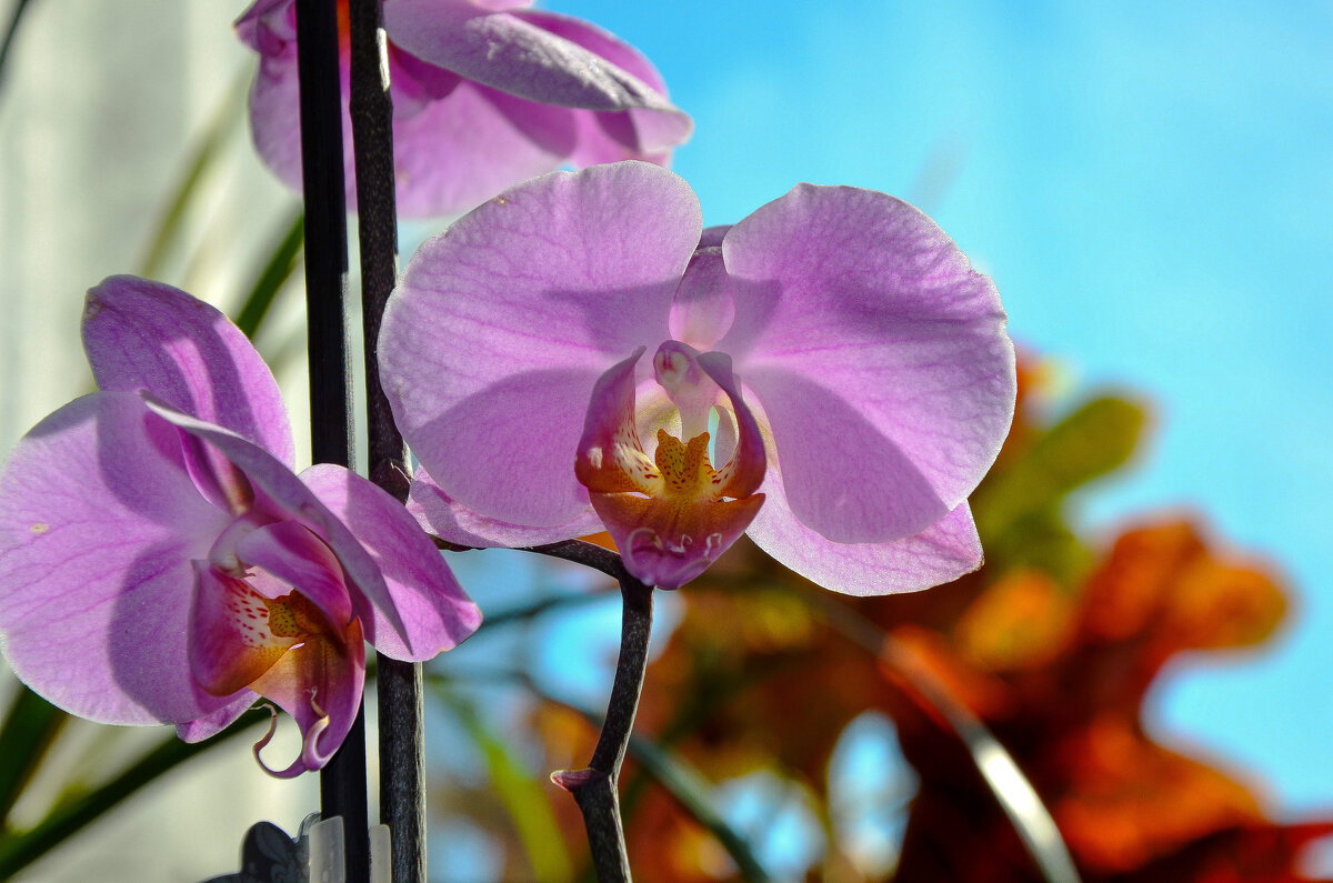 8 марта - Алексей Просвиряков 8 марта - Алексей Просвиряков