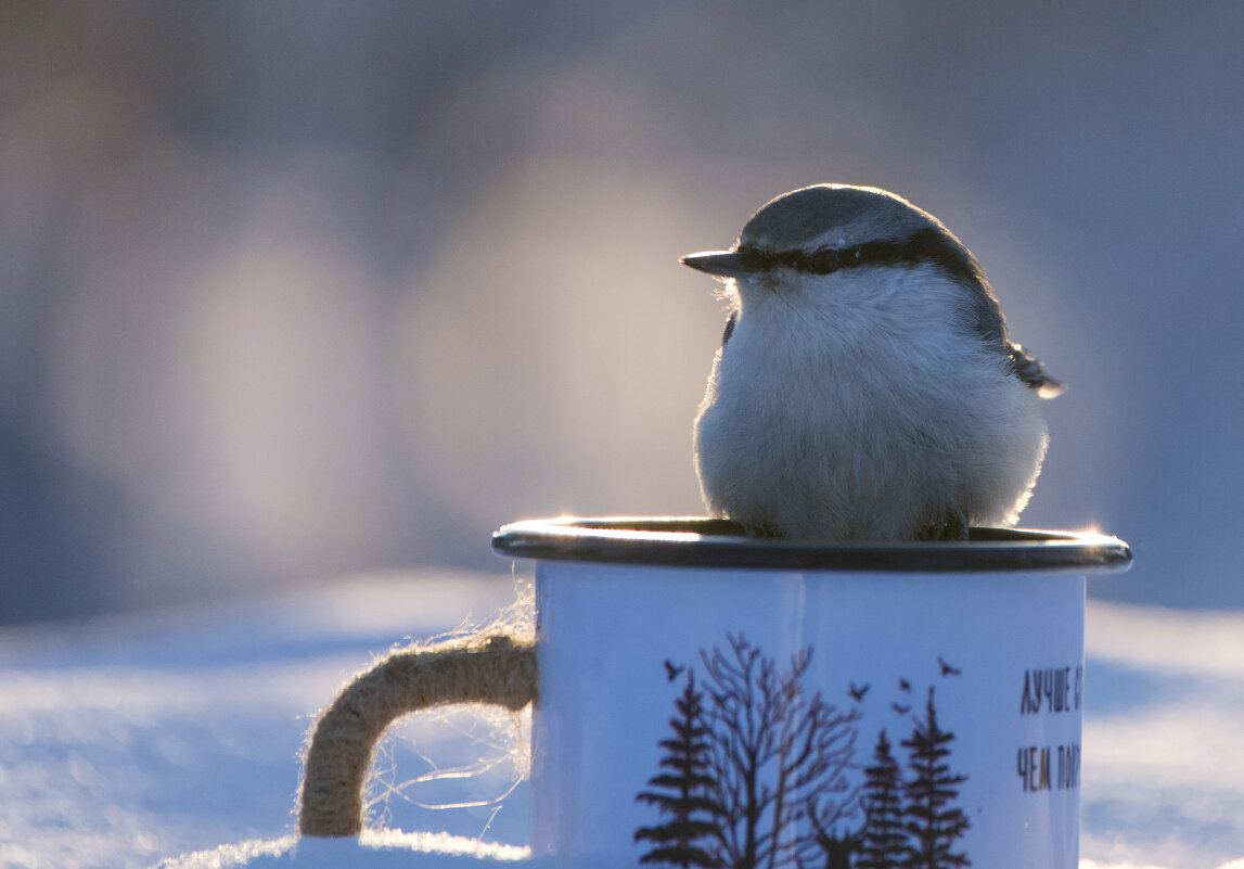 Поползень - Виктория Поползень - Виктория