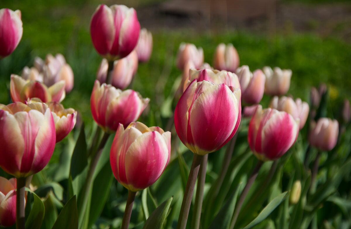 Прекрасная весна - lady v.ekaterina