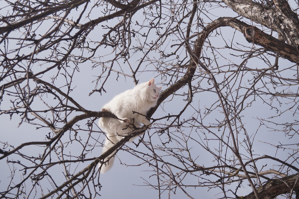 Весна пришла, коты прилетели! - Сергей Ц Весна пришла, коты прилетели! - Сергей Ц
