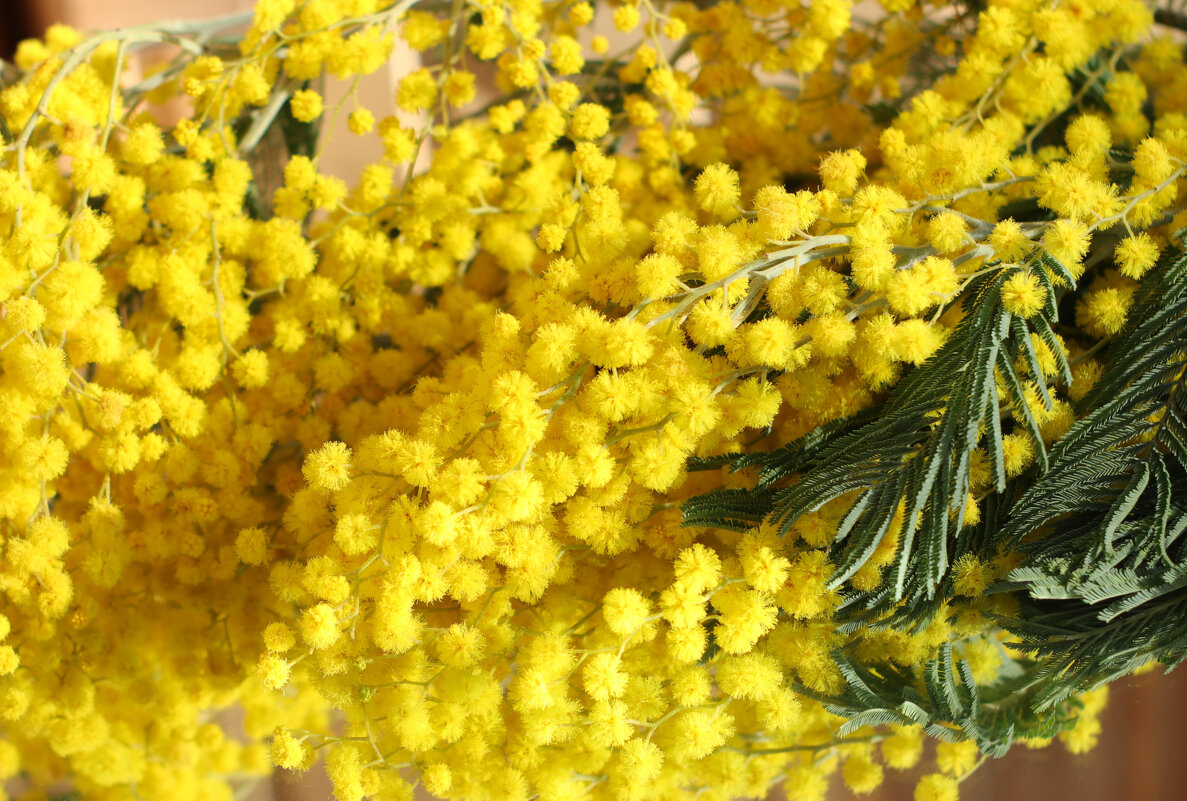 Символ 8 марта - Irene Irene Символ 8 марта - Irene Irene