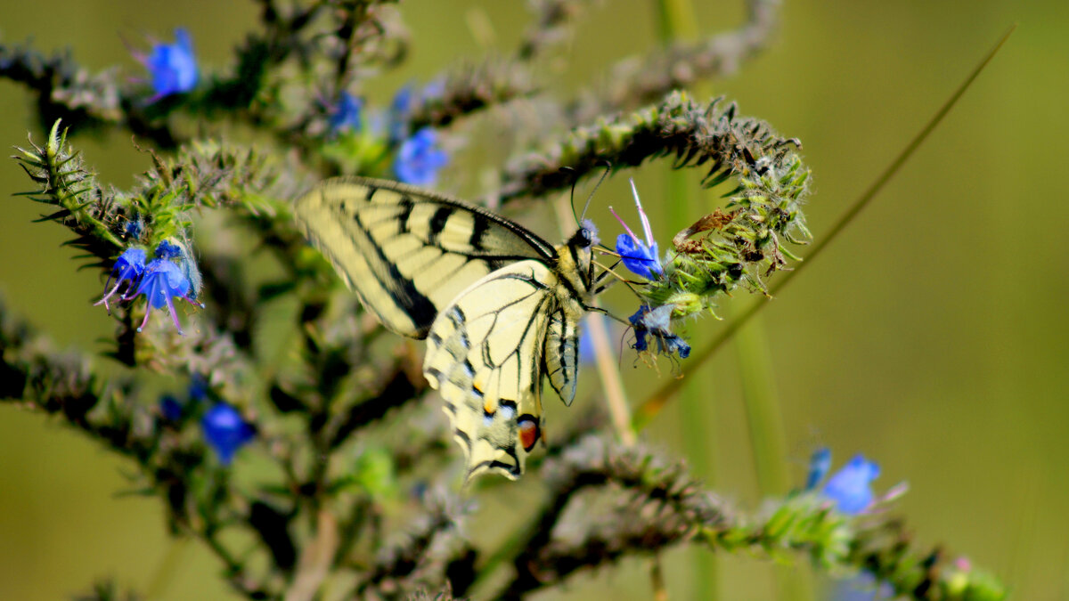 опять про бабочек 442 - Александр Прокудин опять про бабочек 442 - Александр Прокудин
