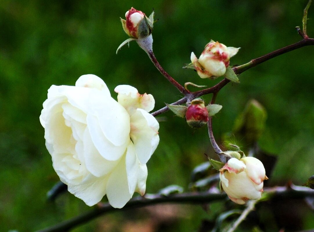 Розы... розы... - viach 