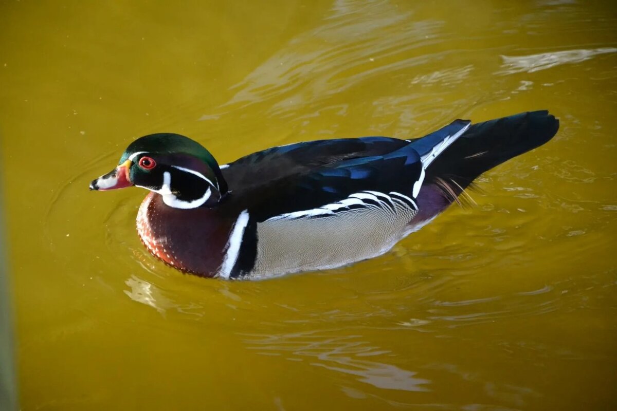 Ну очень красива... - Надежда 