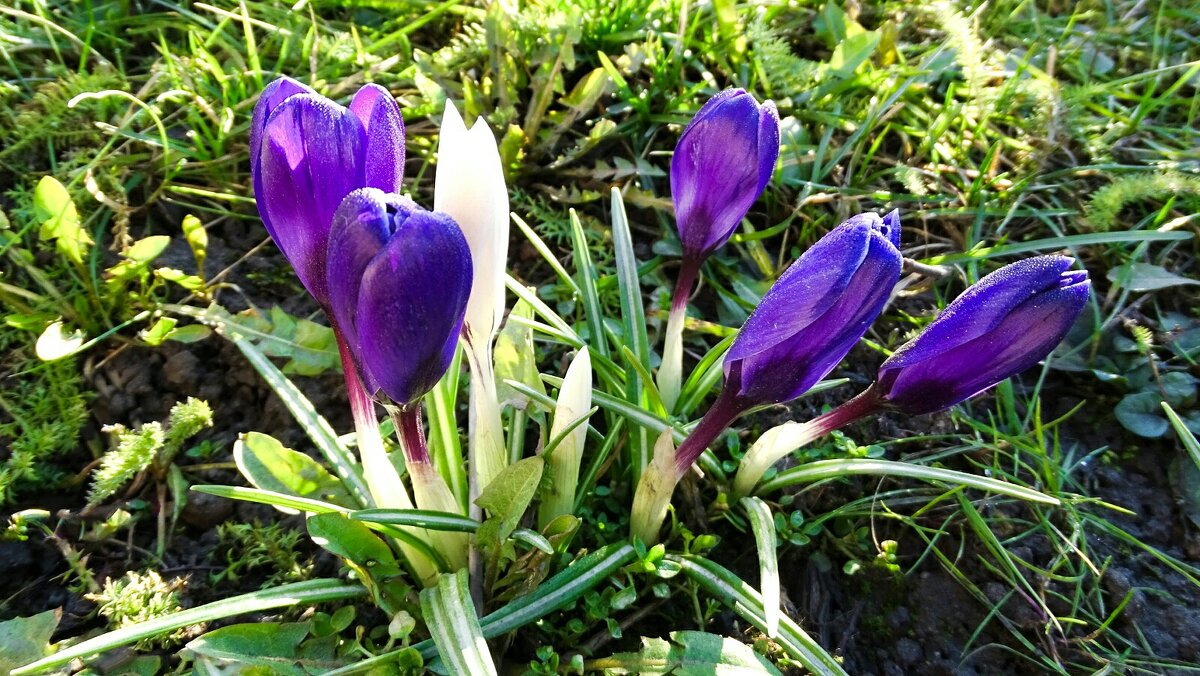 Городские цветы - Милешкин Владимир Алексеевич 