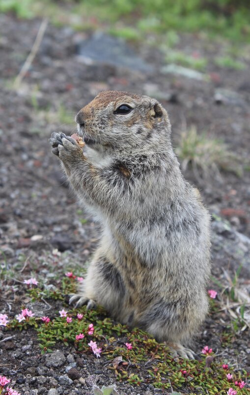 прикормка - Александр Белов прикормка - Александр Белов