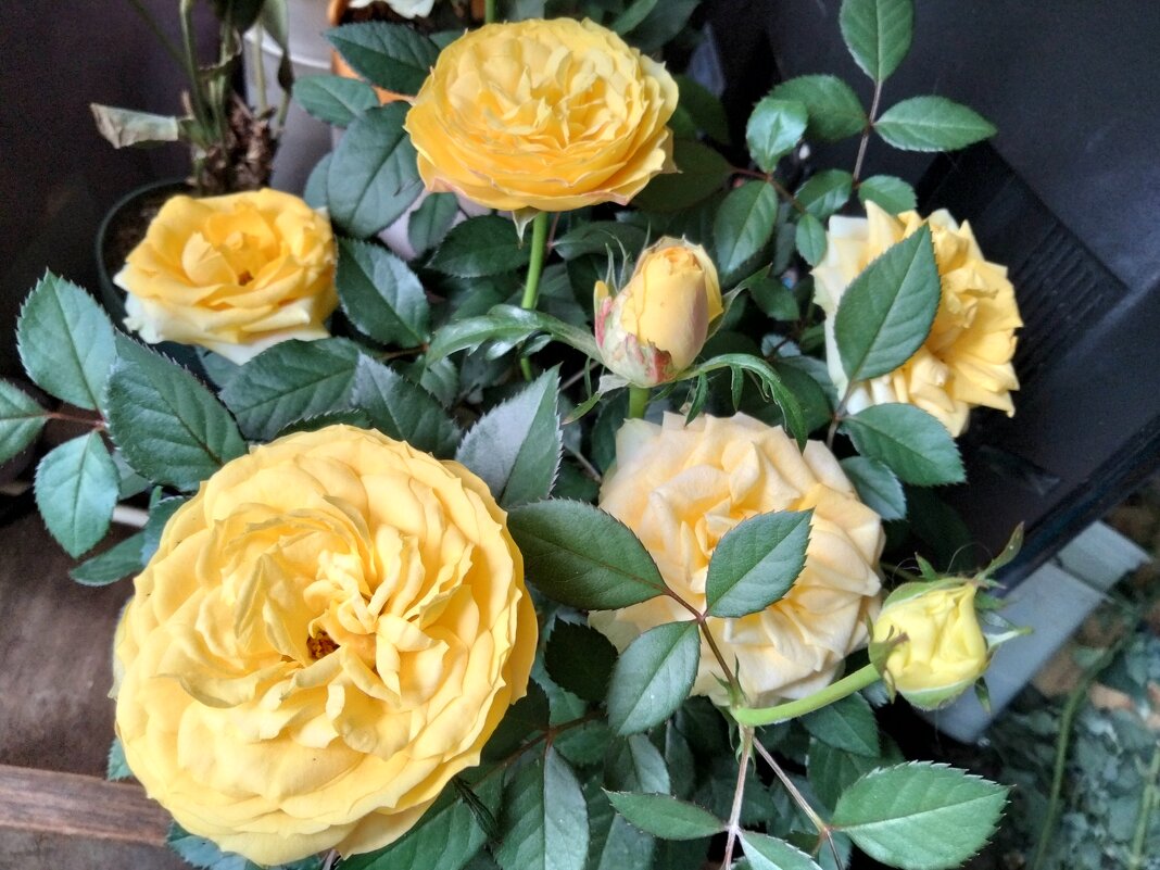 солнечные - Галина R...