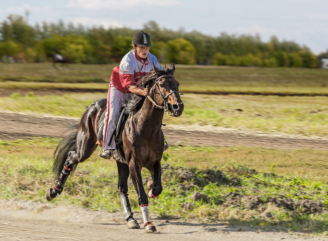 Всадник - SanSan 