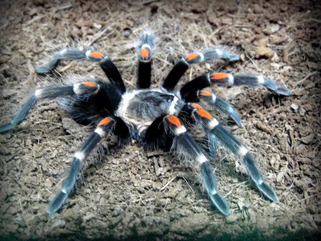 Паук птицеед. - nadyasilyuk Вознюк