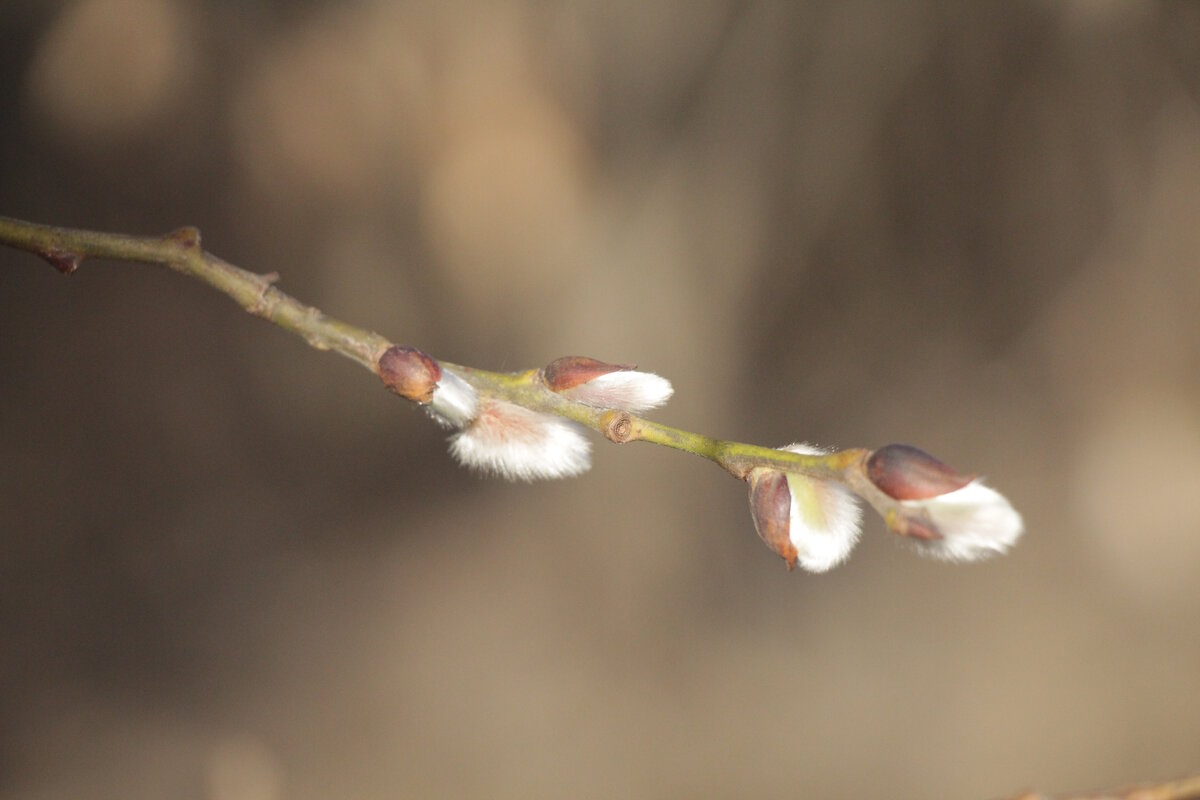 Восьмое марта. Верба. - Вячеслав. Синицын