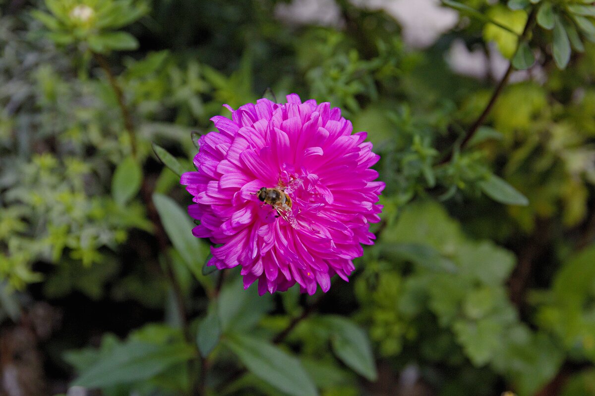 * - Валентин Семчишин