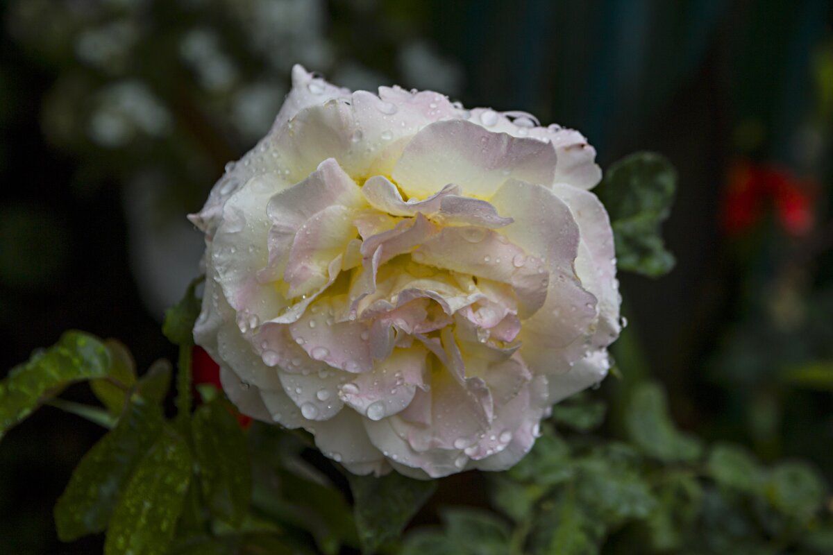 Глория Дей - Валентин Семчишин Глория Дей - Валентин Семчишин