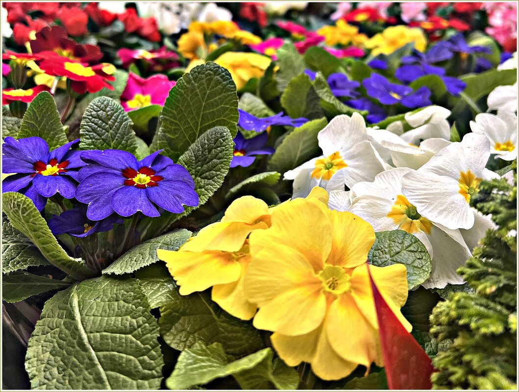 Примула. - Валерия Комова Примула. - Валерия Комова