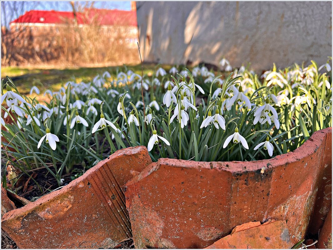 Подснежники. - Валерия Комова