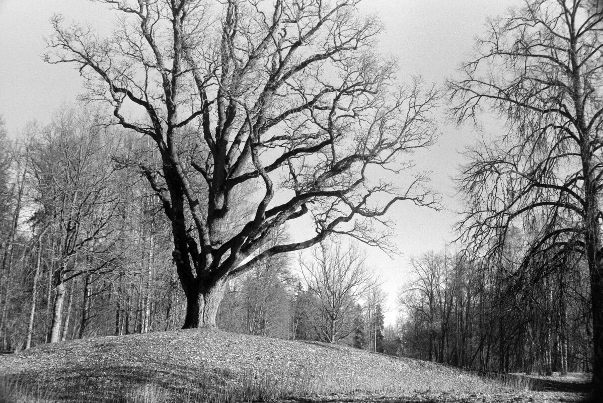 Тот самый "Дуб уединенный" - Олег Зоркий