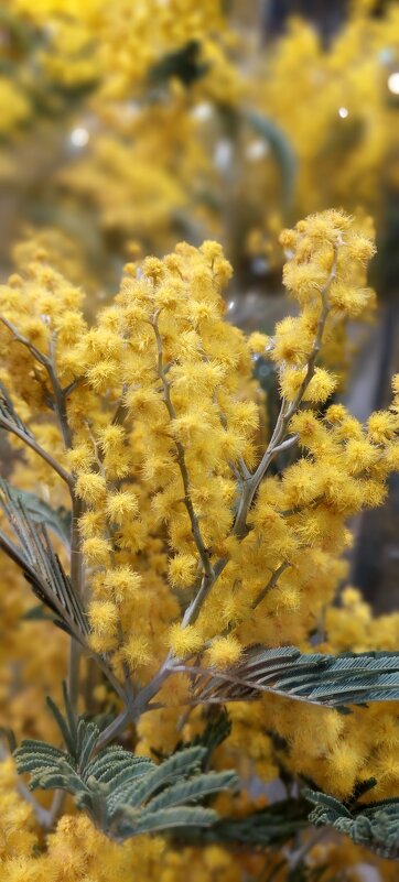 Солнечное настроение - ИРЭН@ .