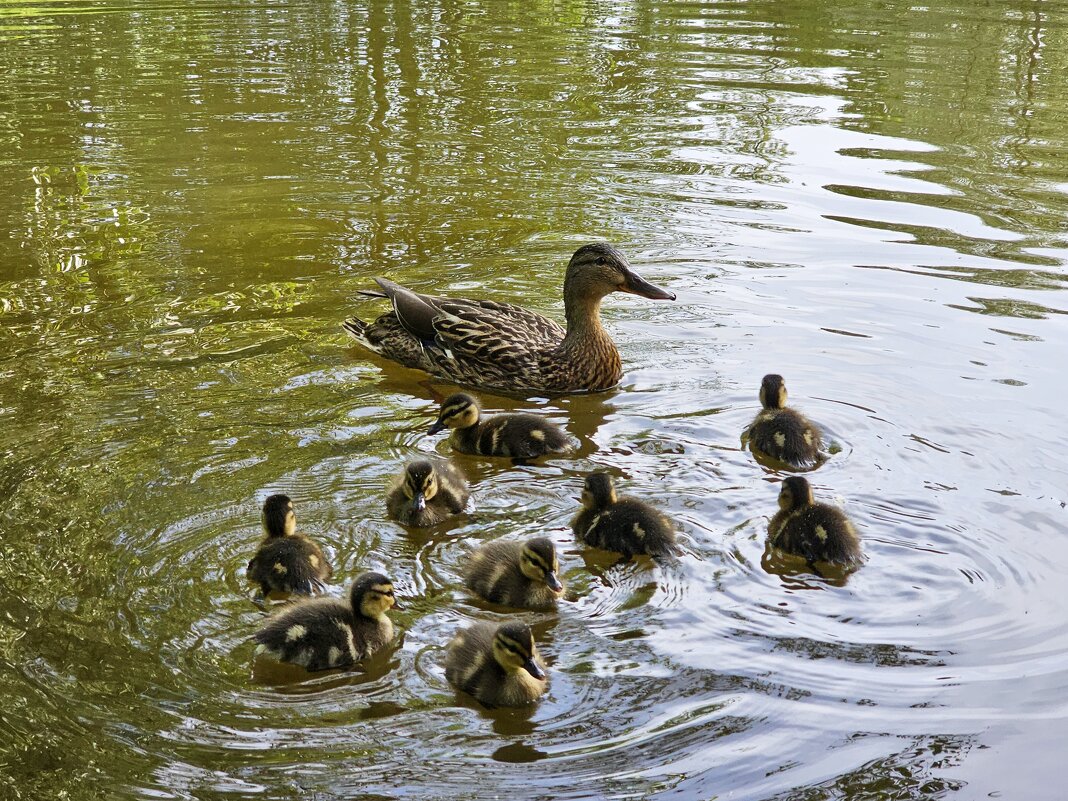 Утка с малышами - Юлия Голикова