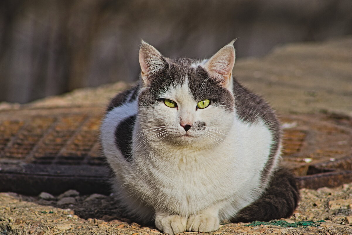 Да да - Giant Tao /