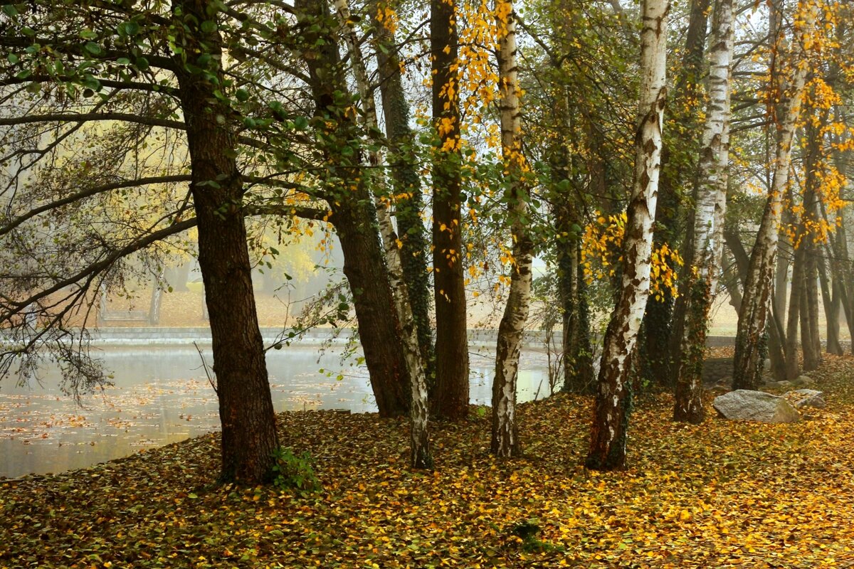 То берёзка,то осинка - Юрий. Шмаков То берёзка,то осинка - Юрий. Шмаков