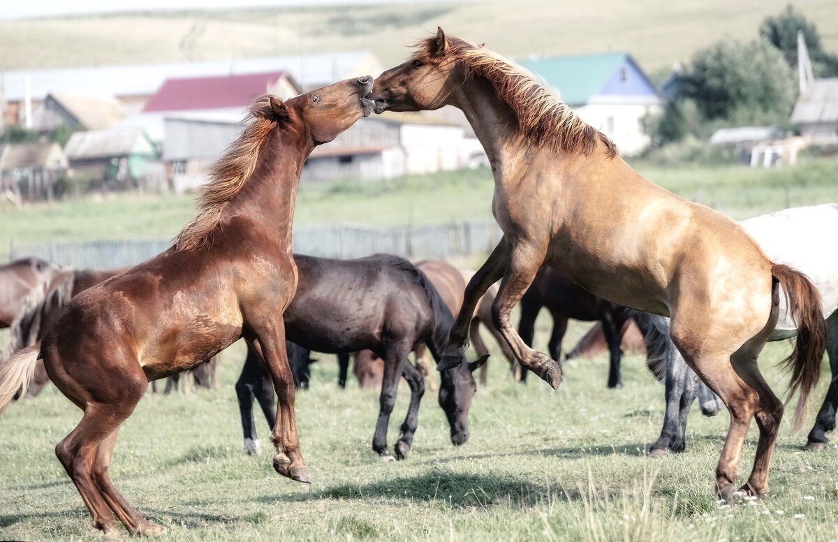 Игры - Марина Фомина. Игры - Марина Фомина.