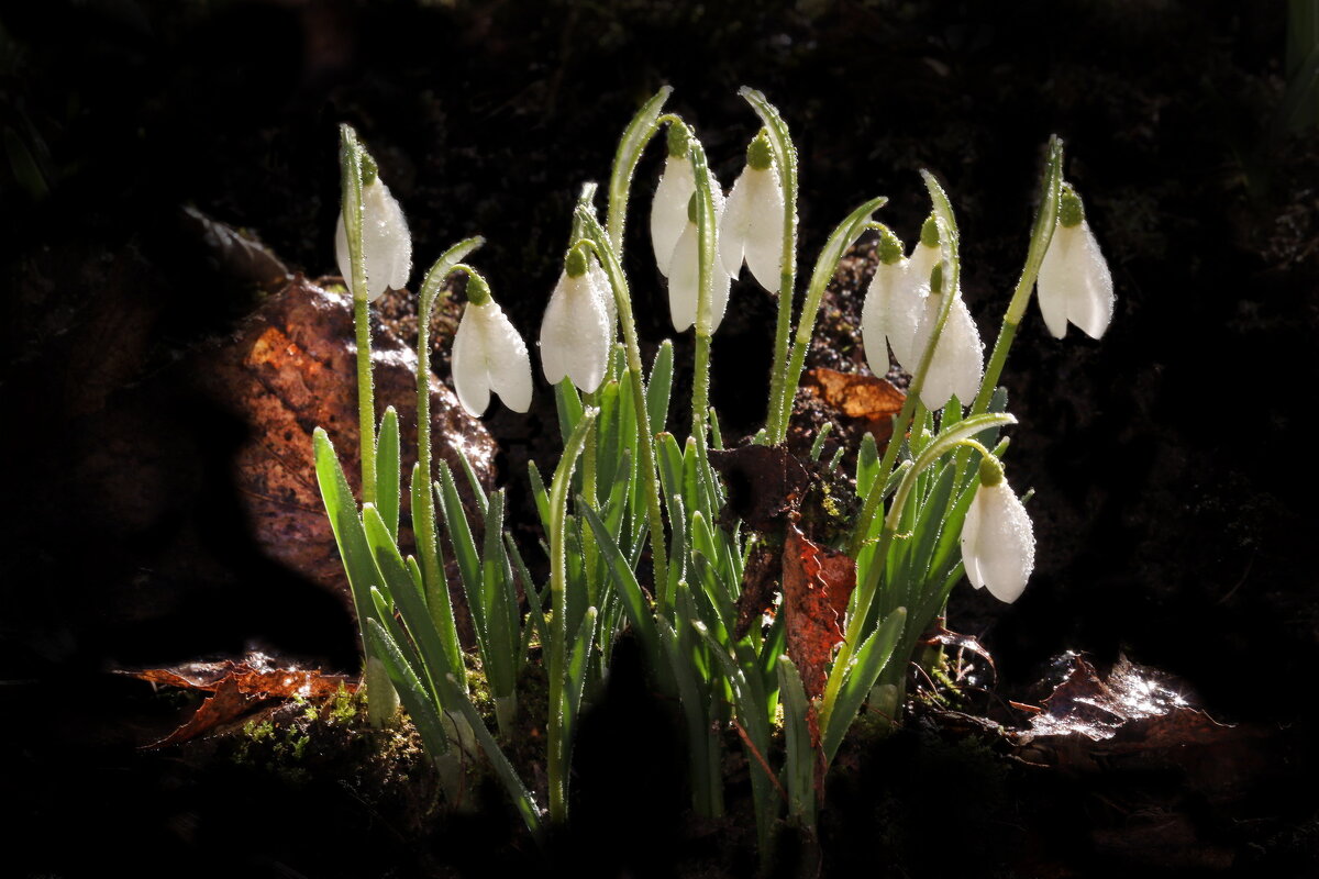 галантусы 9 марта на Бойцовой ул - Михаил Бибичков галантусы 9 марта на Бойцовой ул - Михаил Бибичков