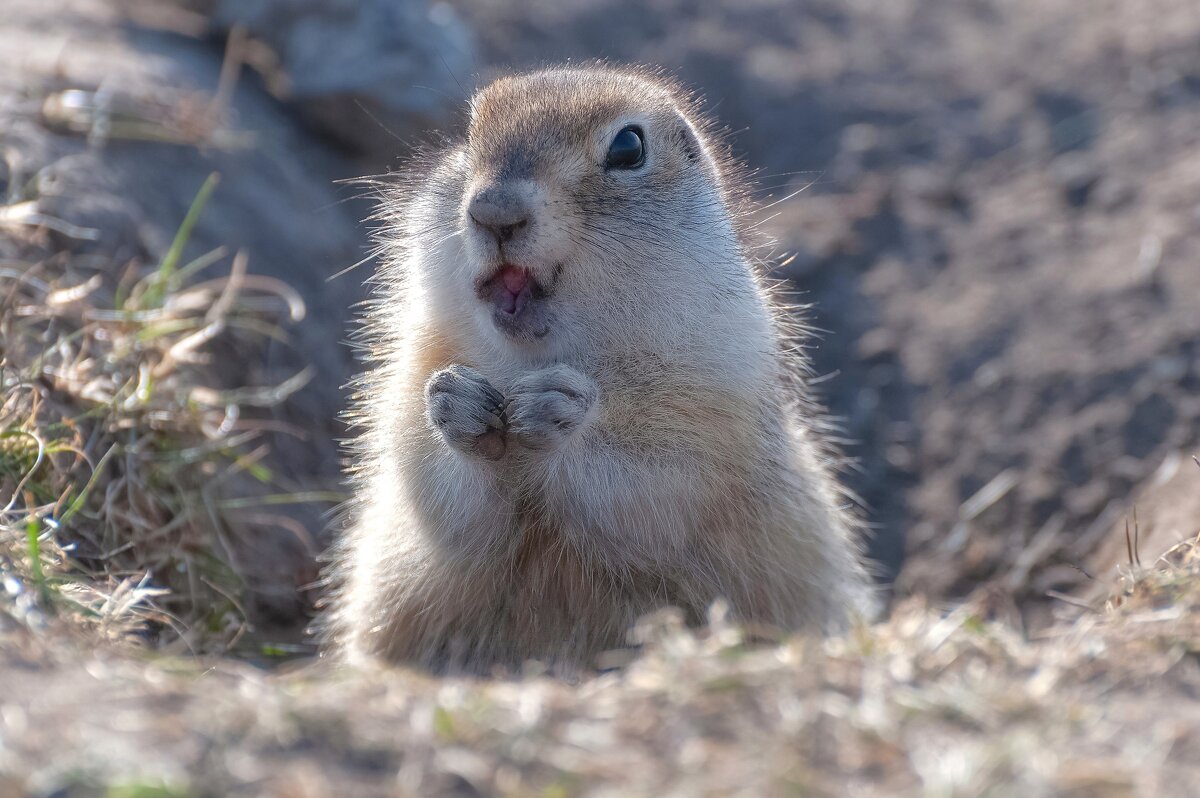 Губки бантиком.. - Марина Фомина. Губки бантиком.. - Марина Фомина.