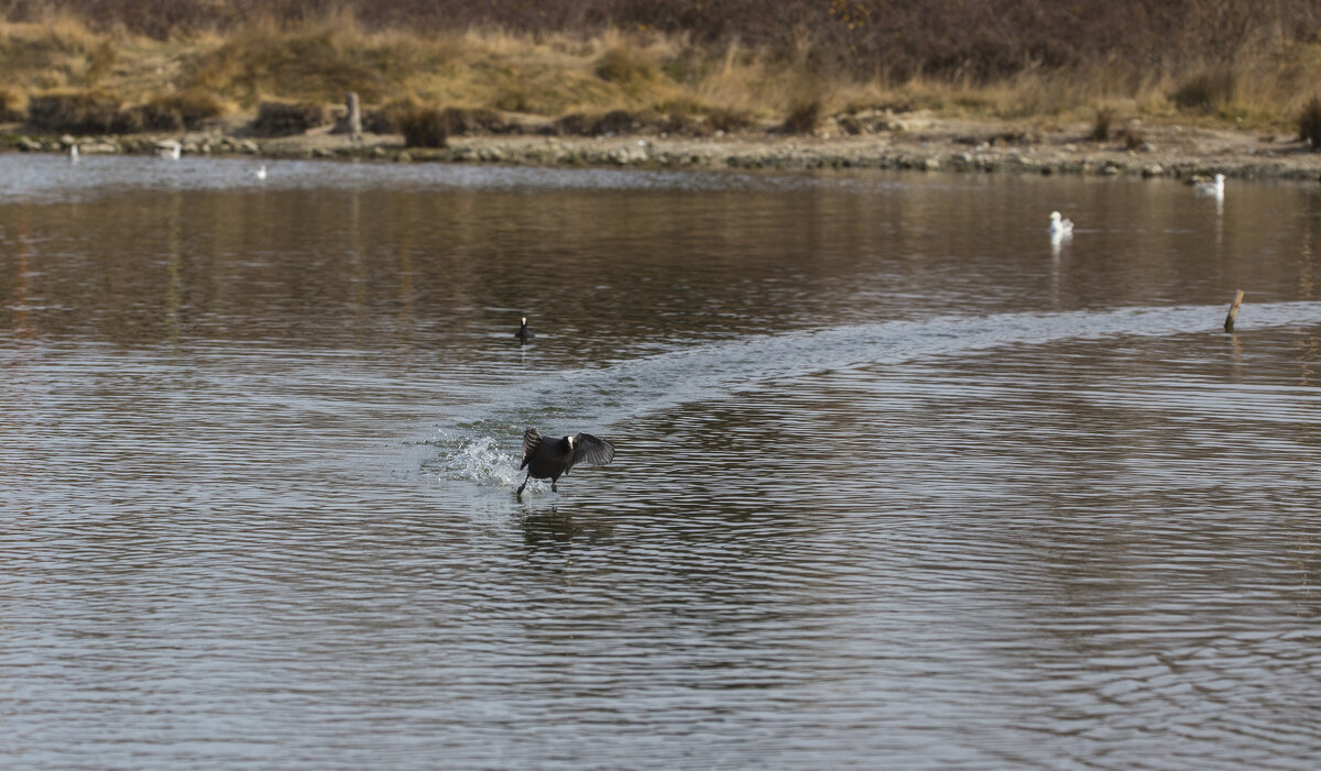 Разойдиись... (Лысухи) - Светлана Тихонина Разойдиись... (Лысухи) - Светлана Тихонина