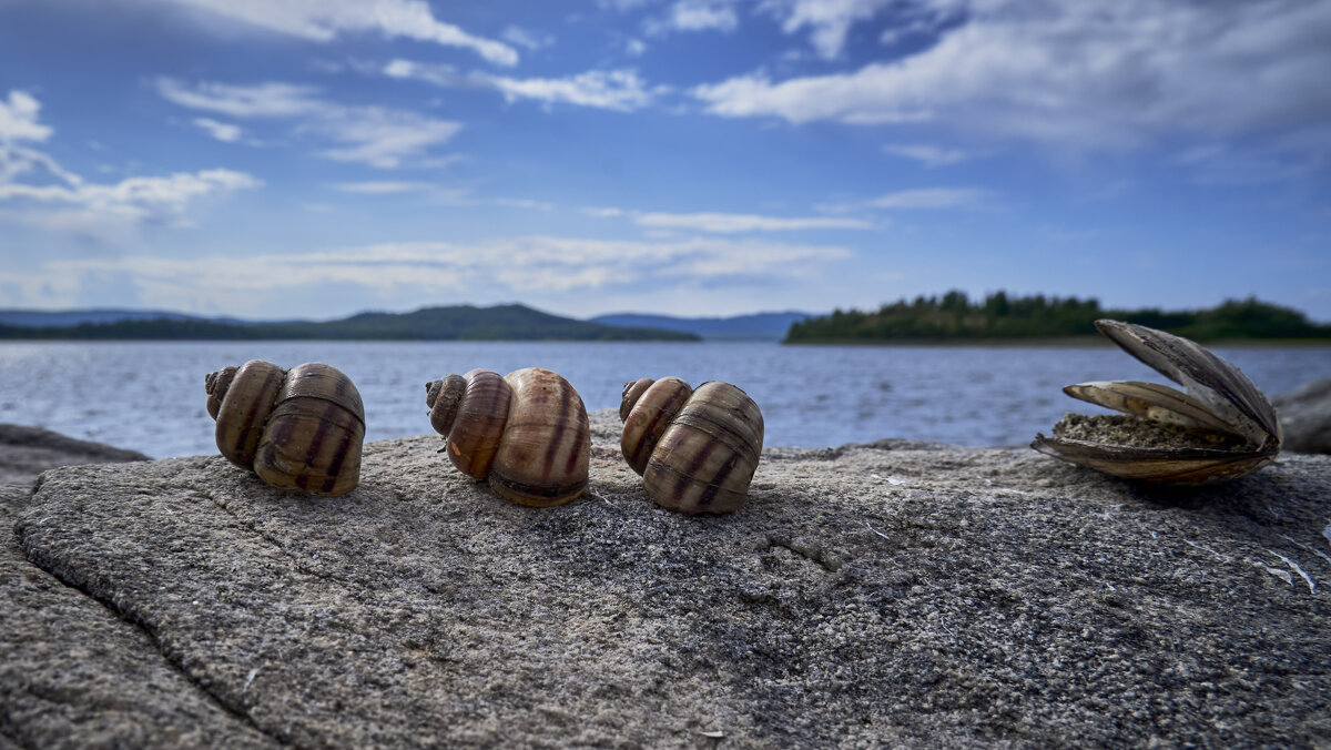 На берегу - Василий Дворецкий