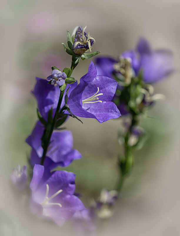 Колокольчик. - Лилия * Колокольчик. - Лилия *