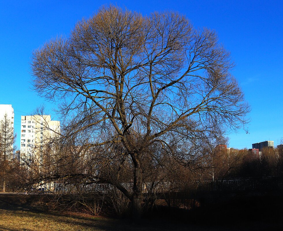 Весна! - Василий Палий Весна! - Василий Палий